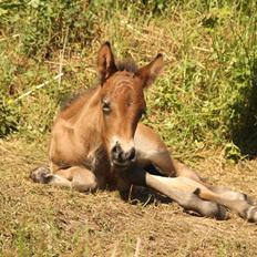 Islænder Vonadís fra Vang