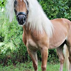 Haflinger Haflingegaarden Stingray ~ Ray ~