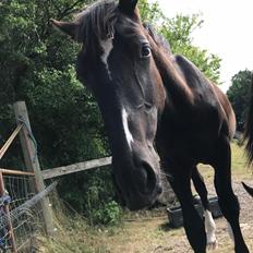 Oldenborg Matinique af strandhøjgaard