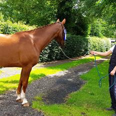 Dansk Varmblod Sam-l (Part)