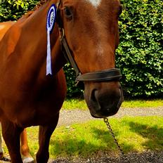 Dansk Varmblod Sam-l (Part)