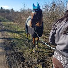 Dansk Varmblod Sam-l (Part)