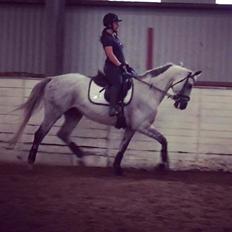 Anden særlig race Donnavan