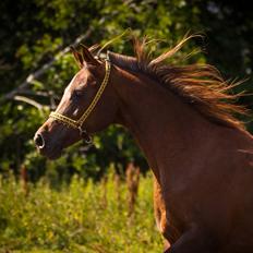 Arabisk fuldblod (OX) Maheba ox 3214 R.I.P 02-04-2019