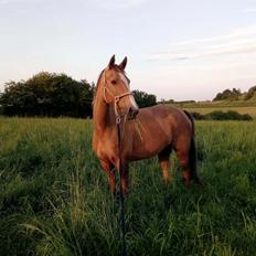 Anden særlig race Ayoe