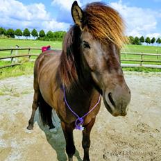 Islænder Fengur Frá Bjergesø