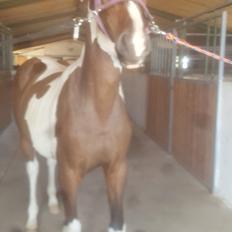 Pinto Solgårdens Liva