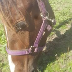 Pinto Solgårdens Liva