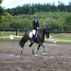 Dansk Varmblod Curly Ladegaard <3