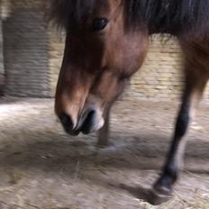 Islænder Hulda fra Vingaarden