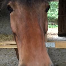 Islænder Hulda fra Vingaarden