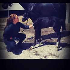 Dansk Varmblod Divine rose 