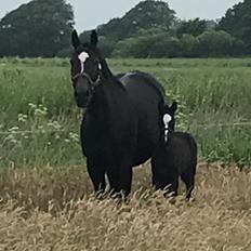 Dansk Varmblod Divine rose 