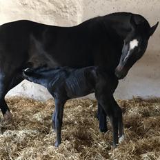 Dansk Varmblod Divine rose 