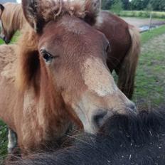 Islænder Gjafar fra Østervang