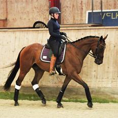 Fuldblod (XX) Hjortebo's Anatta