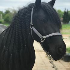 Fell pony - Hollyhouse Bracken (Bob) †