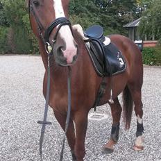 Dansk Varmblod Bastholmmølles Diablo