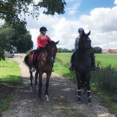 Dansk Varmblod Pelé