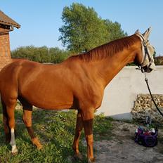 Dansk Varmblod Be - anka udlånt 