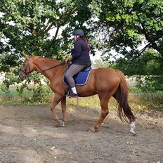 Dansk Varmblod Be - anka udlånt 