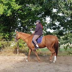 Dansk Varmblod Be - anka udlånt 