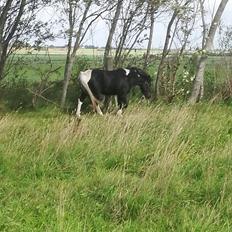 Anden særlig race Simba