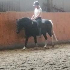 Anden særlig race Simba