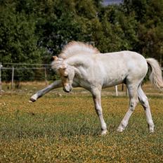 Fjordhest Cornelius Cordus