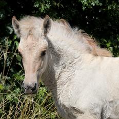 Fjordhest Cornelius Cordus