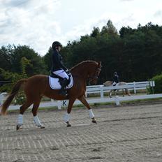 Anden særlig race Jolly