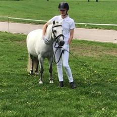 Welsh Mountain (sec A) Team J Nielsen's Felix