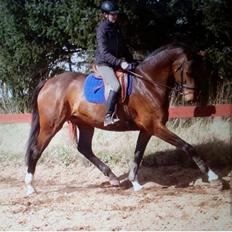 Dansk Varmblod Tacara