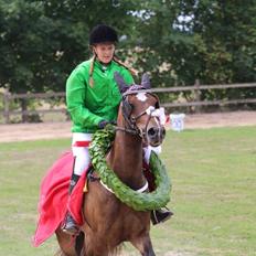 Welsh Cob (sec D) Menai Merci