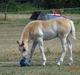 Haflinger Amigo à Rosendal