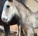 Irish Cob Theodor