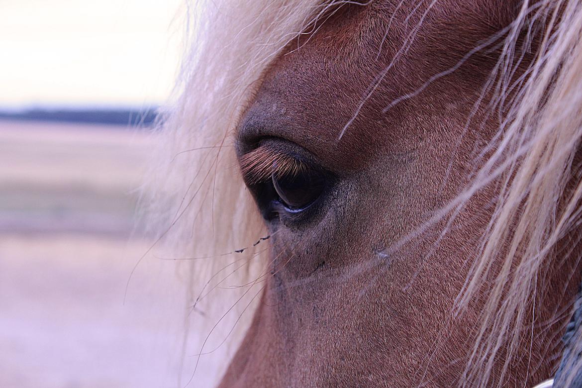 Islænder Viðar fra Petershus billede 2