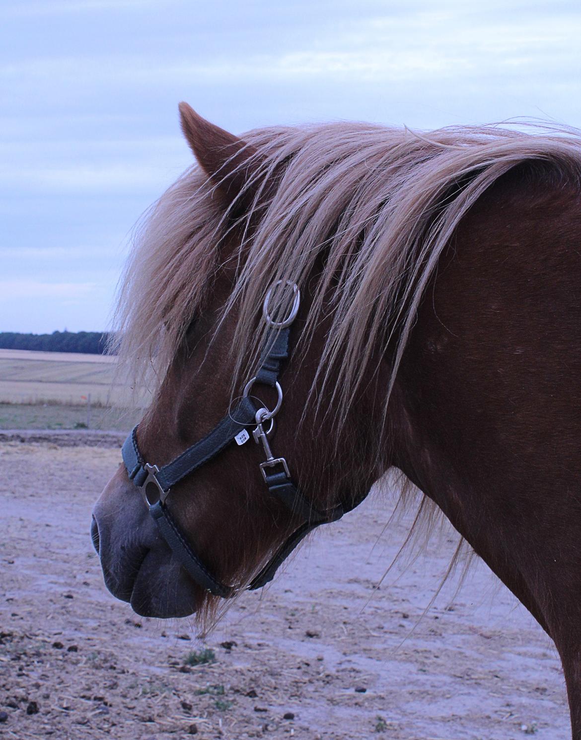 Islænder Viðar fra Petershus billede 3