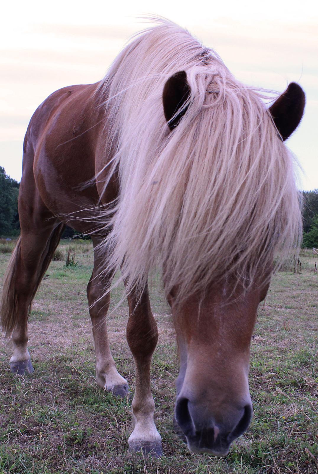 Islænder Viðar fra Petershus billede 5