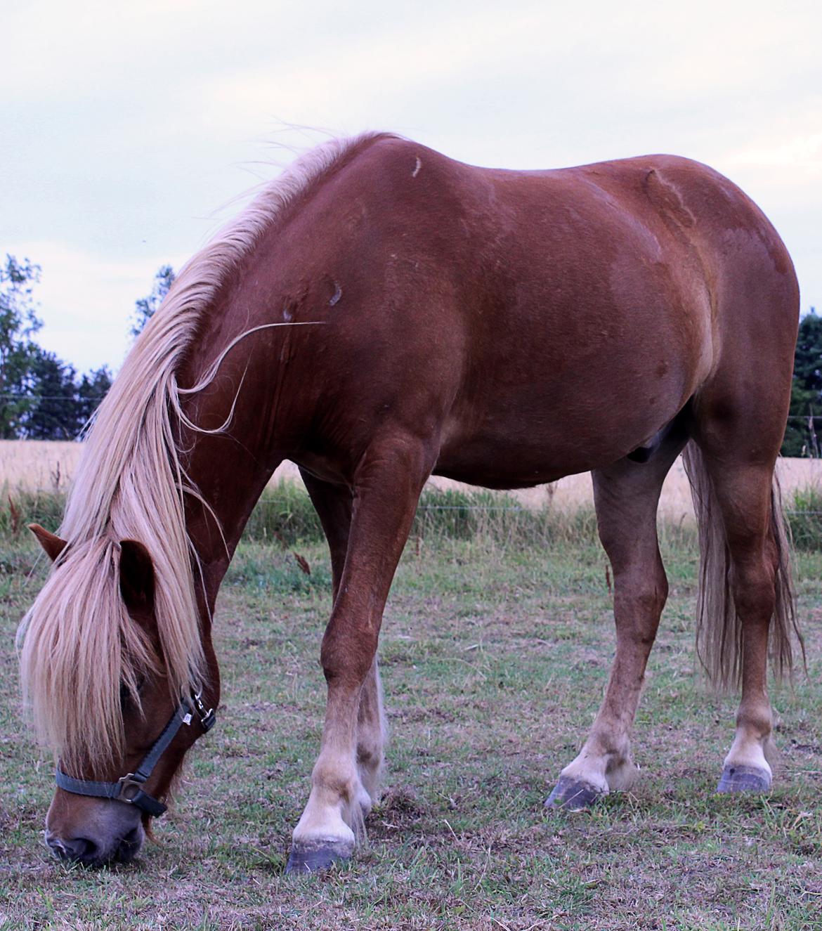 Islænder Viðar fra Petershus billede 6