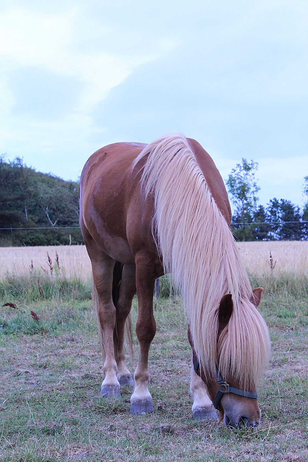 Islænder Viðar fra Petershus billede 7