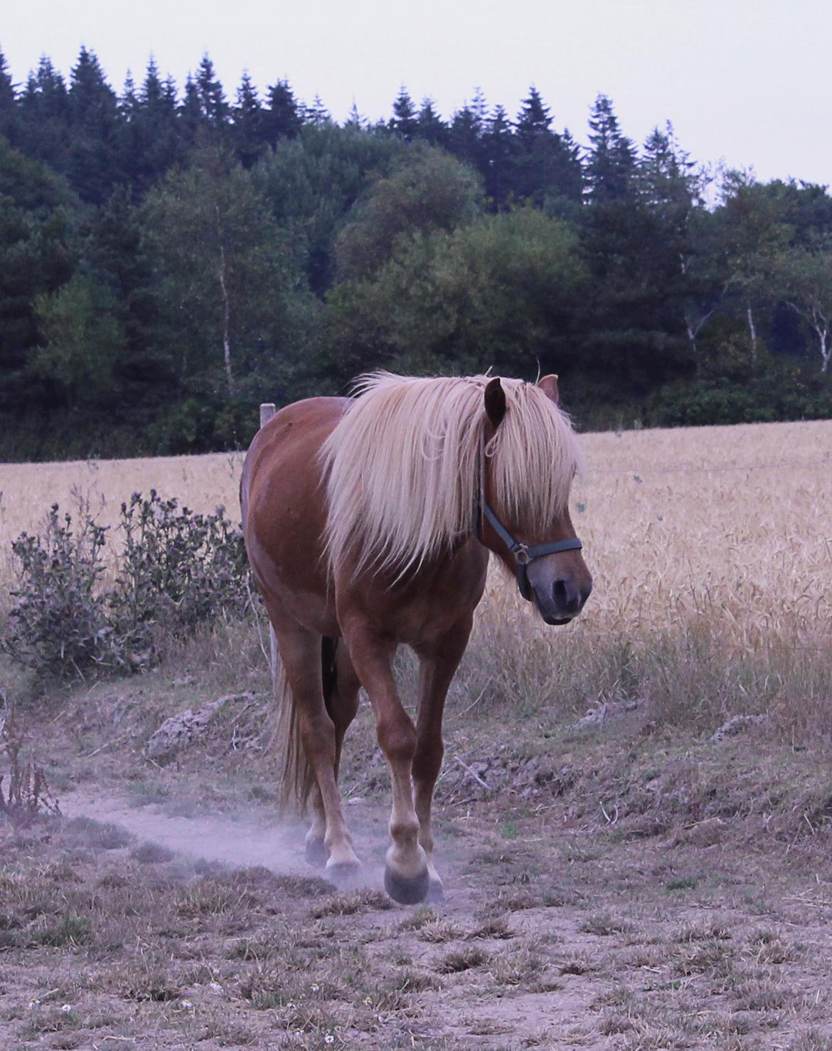 Islænder Viðar fra Petershus billede 4