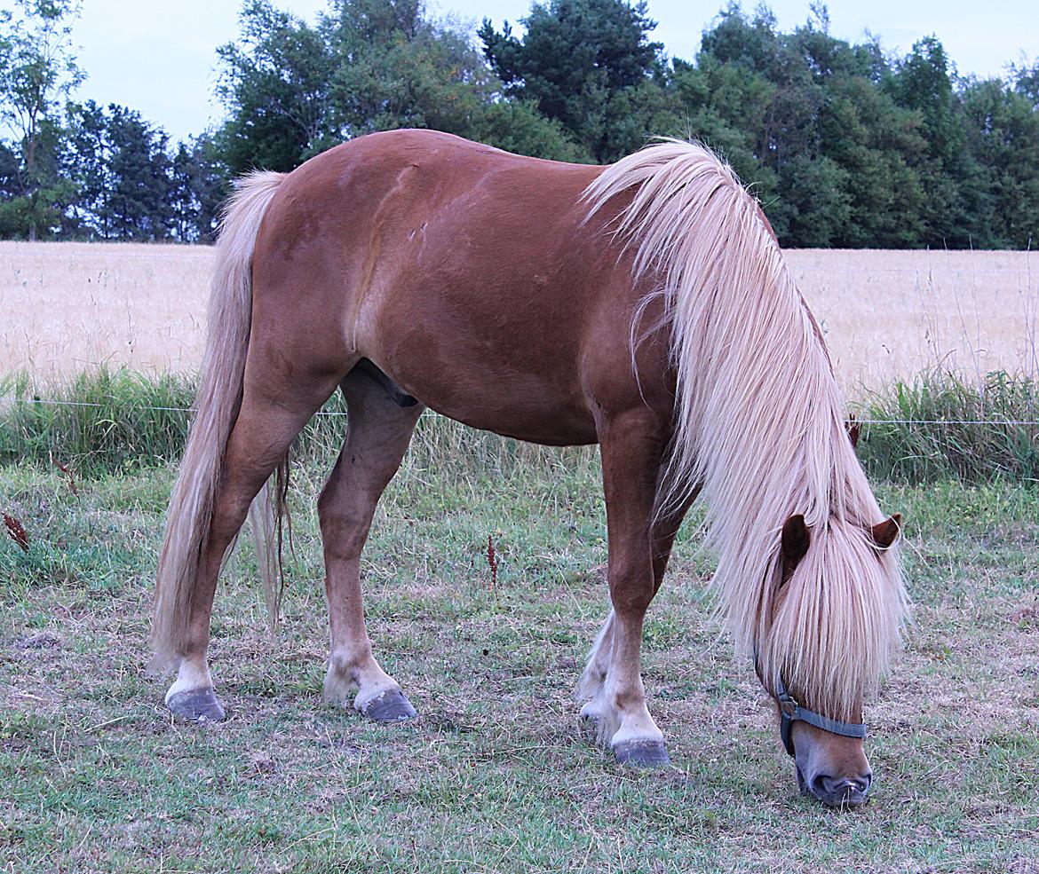 Islænder Viðar fra Petershus billede 8