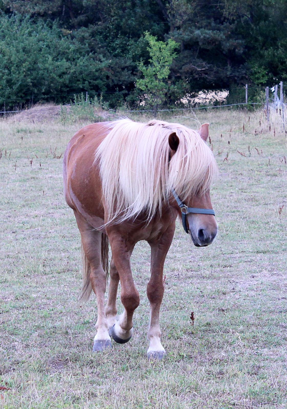 Islænder Viðar fra Petershus billede 9