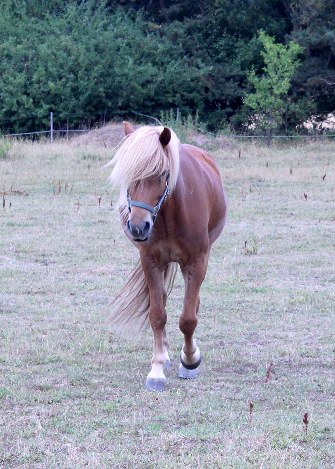 Islænder Viðar fra Petershus billede 10