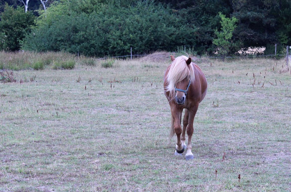 Islænder Viðar fra Petershus billede 11