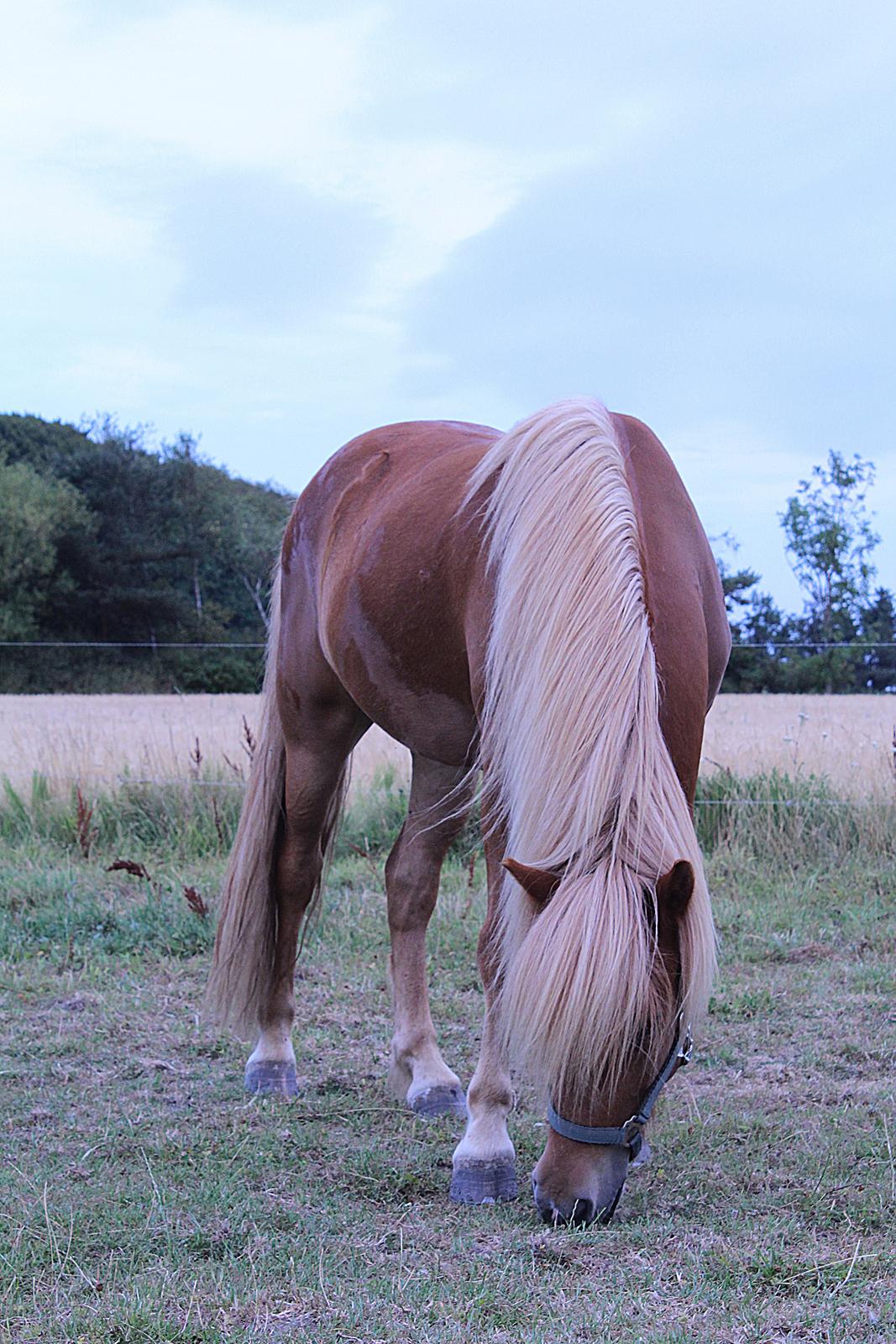 Islænder Viðar fra Petershus billede 1