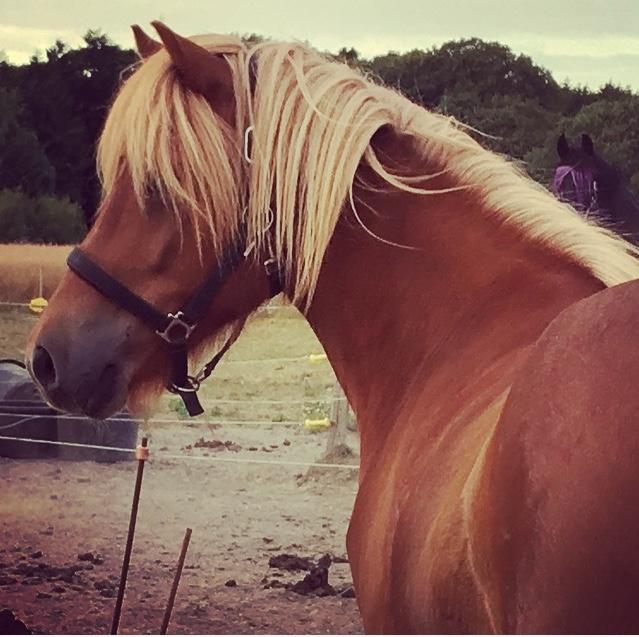 Islænder Viðar fra Petershus billede 12