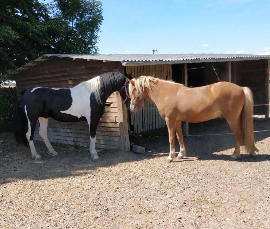 Islænder Viðar fra Petershus billede 13