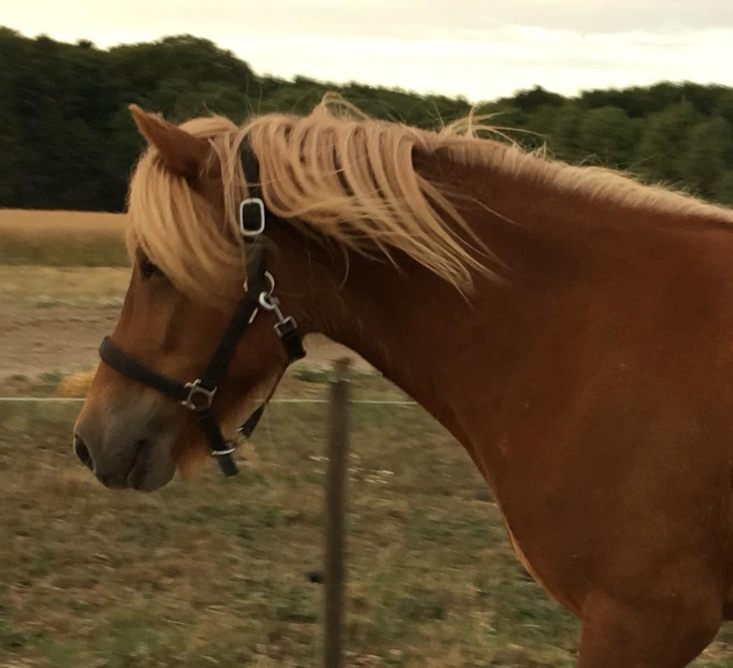 Islænder Viðar fra Petershus billede 14